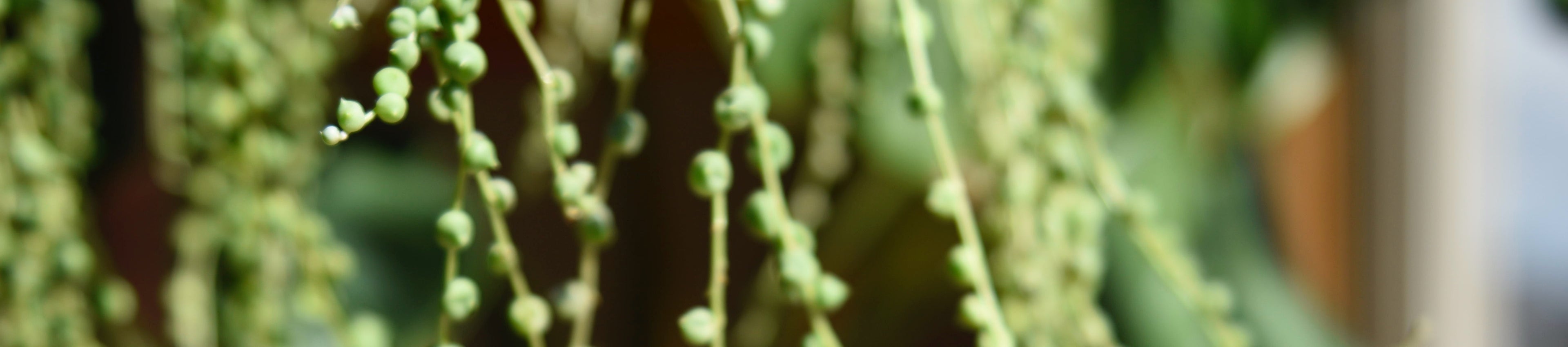 Two jars of 'Whipped Tailor Cream' on a wooden surface with greenery in the background